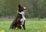 BORDER COLLIE 986